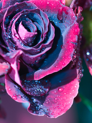 FloralFacts's profile picture. Interesting, bizarre, amusing and sometimes disgusting facts about flowers and plants.