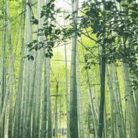 ちゃんり (@chnri789) Twitter profile photo