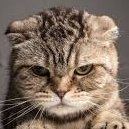 C_Catvibes's profile picture. ig: https://t.co/JC85kEkHPg
tumblr: https://t.co/Lkr9bRJ2zX
shop: https://t.co/zwki7IsOEZ