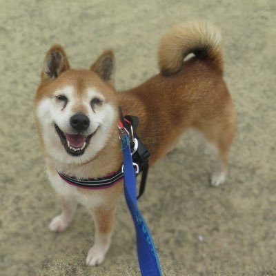 アタクシが柴犬です。 保護させてあげた犬でございやす〜。 ここは保護柴たちが里親さんに出会うまでの仮住まい。みんな旅の途中ですわさ〜。