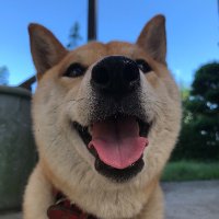 柴犬メリーさん🐾(@iCzwxllWmfytfUa) 's Twitter Profile Photo