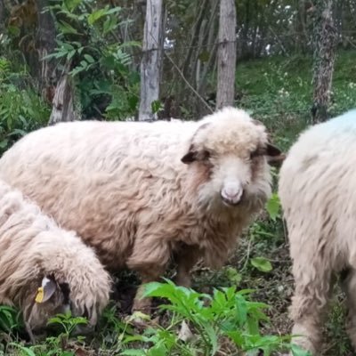 AnilAmaAnil's profile picture. 