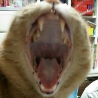 みぃ(@NEKOROGARE) 's Twitter Profile Photo