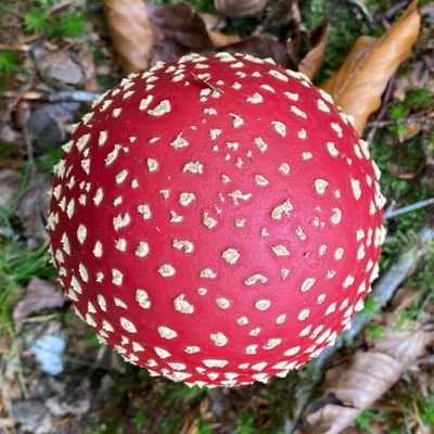 Mushrooms guide 🍄