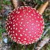 Mushrooms guide π (@navarrasetas) Twitter profile photo Mushrooms guide π (@navarrasetas) Twitter profile photo