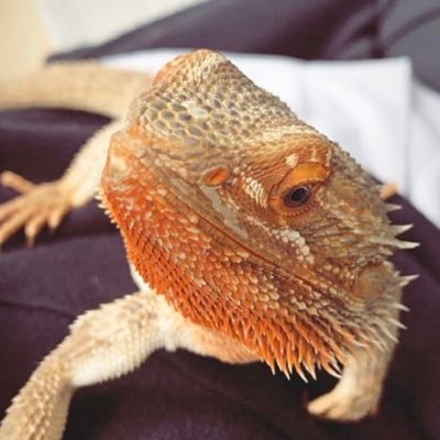 IM ROXY BALL, THE BEARDED DRAGON 🐉 DAUGHTER OF @TheVampsCon