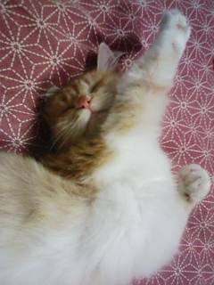 uzuramune's profile picture. 好きな番組は、めちゃイケと大家族特集。