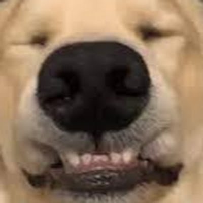 uhmikes's profile picture. Hey! My name is Mikes! You look lost, you should follow me.