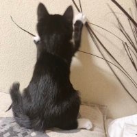 ねこのかずお🐈⬛ (@nekonokazuo) 's Twitter Profile