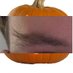 Pete but on a pumpkin (@eyebrowsofpower) Twitter profile photo