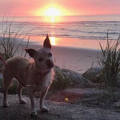 Dog Lover 💕🐶🐕🐾
 #Rescue #AdoptDontShop 
 UConn Huskies Women's Basketball Fan 💙🏀  Be kind... 🏳️‍🌈