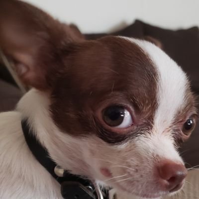 Musicalnerd4671's profile picture. 