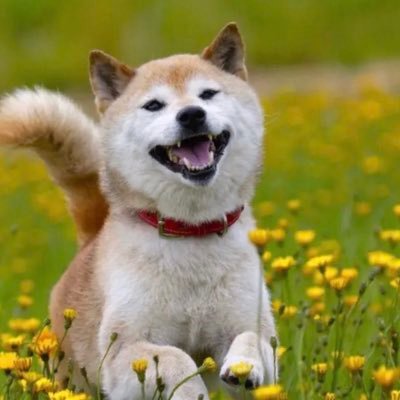 icylree's profile picture. 