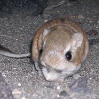 Ned Dochtermann (@dochtermannlab) 's Twitter Profile