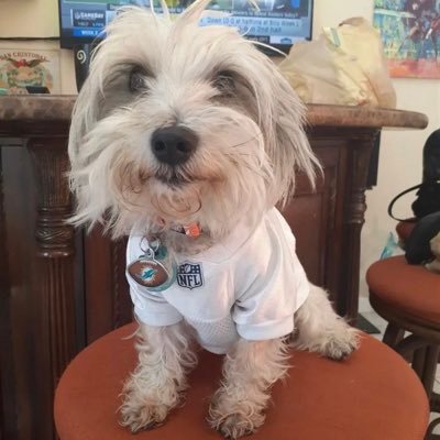 Sports opinions, fan of the @MiamiDolphins @MiamiHeat and @FlaPanthers  . Mommy is @ashleywwefan46, Grandpa is @Alf_Arteaga I bark at sports twitter idiots.