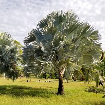 jblastunas1's profile picture. Cultivamos el amor por la fauna y la flora cubanas, trabajamos por la conservación del medio ambiente.