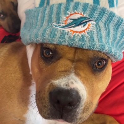 •the dogs of dolphins fans •who bring joy to my depressed owner on sunday's. •FinsUp