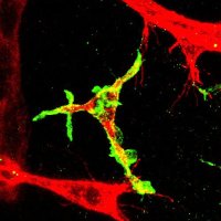 Alessandro Fantin (@fantinlab) 's Twitter Profile Photo