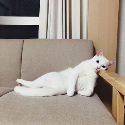 マイペースに楽しく、をモットーにゆる~くやってる趣味人な関西人。あと厨二病。アニメ感想中心で他の方の感想を見るのが大好き😎映画、お笑い、漫画、ラノベ、ゲーム、猫、旅行、料理、パチスロ等を浅く広く愉しむ。無言フォロー失礼します。なんかあった時の避難垢 @Kurupekkoniban