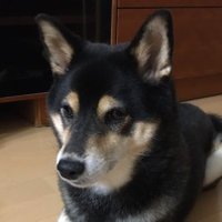 ちぃすけ (@nhhoztxekpmvev2) 's Twitter Profile Photo ちぃすけ (@nhhoztxekpmvev2) 's Twitter Profile Photo