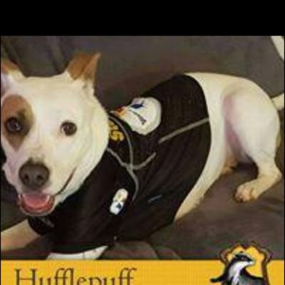 steelerchick71 Profile Picture