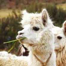 Catalin73433049's profile picture. Estaba tan alienada q me volví loca.
Abolicionista de la competición deportiva.
Imperofóbica.
Pron.: yo, mí, me, conmigo.
Femenilmente impune.
Viejoven edition.