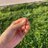 CnblueLoveWind