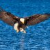 Glenda J. Guilmet (@iseeeagles) Twitter profile photo