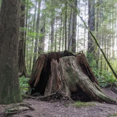 StumpsofBC's profile picture. BC used to be home to immense valleys filled with the largest and oldest trees in the world, a great and mighty rainforest. This is a tribute to the fallen.