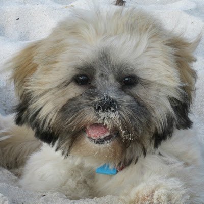 LippincottPucky's profile picture. 