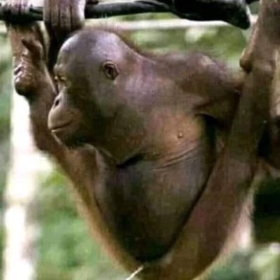 musaucarzola's profile picture. Serving God