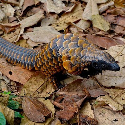 Pangolin Woman