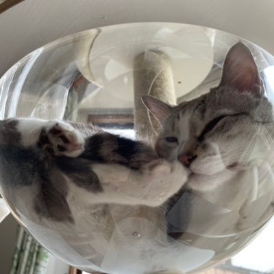 Hayate101018's profile picture. 漫画/ ジブリ/ ヒルクライム/ パスタ/ 焼きそば/ 白クマ/ ゴリラ/ パズドラ