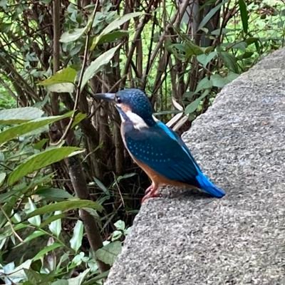 g6ow4LABxssfbld's profile picture. シナリオコンクール挑戦中 ｡ 成績➡️ヤンシナ2次審査×1、3次審査×2、創作テレビドラマ2次審査×3、3次審査×1、Sー1.4次審査×4、最終審査×1、北・南のシナリオ2次審査、橋田賞２次審査、創作ラジオ2次審査 、伊参2次審査、他。ラジドラ配信中。無言フォロー失礼します