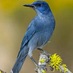 Pinyon Jay (@pinyonj) Twitter profile photo