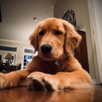 Dave Fuller (@spinalphrenic) 's Twitter Profile
