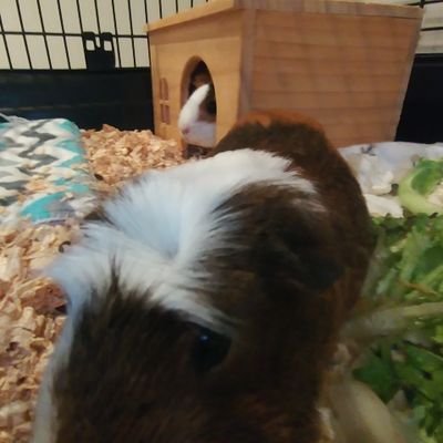 kondaments's profile picture. 