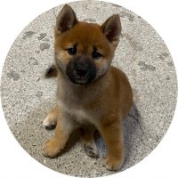 柴犬ぽん (@ponjuice729) 's Twitter Profile