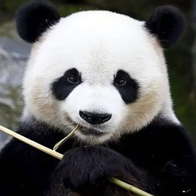 liw_aiqing's profile picture. 