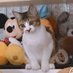 ハスキーP (@hasky_tomonosu) Twitter profile photo ハスキーP (@hasky_tomonosu) Twitter profile photo