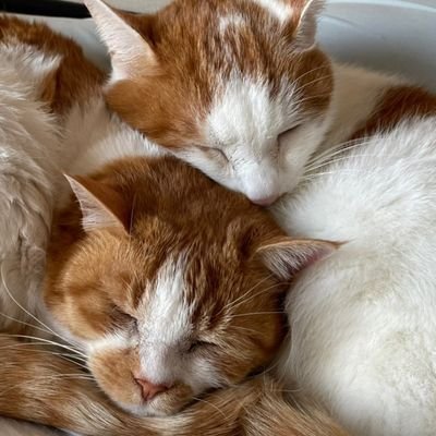 🐈こたつ♂10歳🐈　生後2ヶ月頃、捨てられていたところを保護。ノミだらけで目の病気があり身体が弱くガリガリだった。今やすっかり貫禄のある体型に。
🐈みかん♀7歳🐈　生後7ヶ月頃、木から降りられなくなり鳴いているところを保護。餌を食べすぎ下痢になり死にかけて点滴を受け生還する。#猫 #保護猫 無断転載禁止です🙇