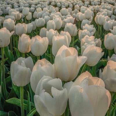 cengkih_manis's profile picture. 🎊🎉