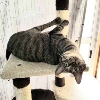 okimaru227's profile picture. 初めまして(^.^)シングルママ歴14年目です。4人の子供達の2人は巣立ち、あと2人子育て中です。子育てが終わるまで頑張らないといけないので、日々模索中です。この度、WEBデザインの勉強をさせてもらえる事になりました。これから勉強する方や、すでに活躍されてる方と繋がれたら嬉しいです。どうぞよろしくお願いします(^.^)