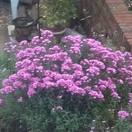 mickyg70's profile picture. Lifelong birder, conservationist, ecology