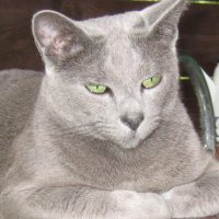 Наталья, Barsik Grey #Dimash #Stranger (@dutujasiqufy) 's Twitter Profile Photo Наталья, Barsik Grey #Dimash #Stranger (@dutujasiqufy) 's Twitter Profile Photo