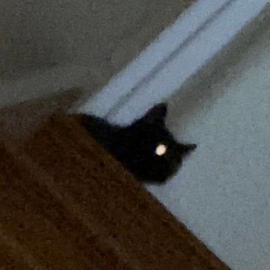 sophie 🐈‍⬛さんのプロフィール画像