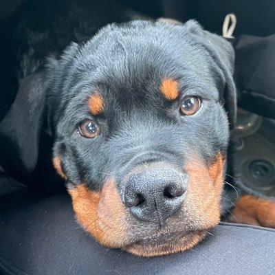 Lola_Paloozah's profile picture. 