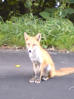 satomiot's profile picture. 作業療法士です。夫（脳神経内科・認知症専門医）と認知症・高次脳機能障害専門の小さな診療所におります。家族会のお手伝いさせて頂いています。（いいね、RTは同意とは限りません。tweetの転載はお断りしています。）Occupational Therapist Tokyo Japan