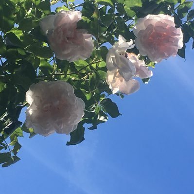 Foxglove_Garden's profile picture. 