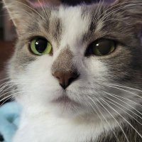 Meowsa(@hrounds88) 's Twitter Profile Photo